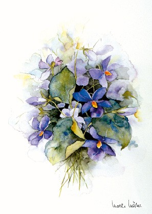 Postkarte "Veilchen"